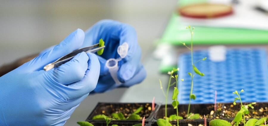 Genetic Engineering Applications in Agriculture